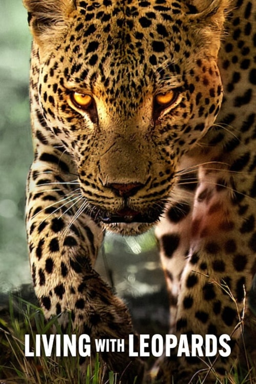 Leben mit Leoparden poster